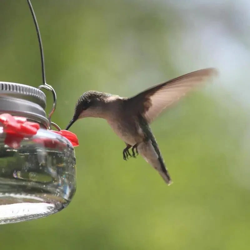 Clear Flower Port Hummingbird Feeder