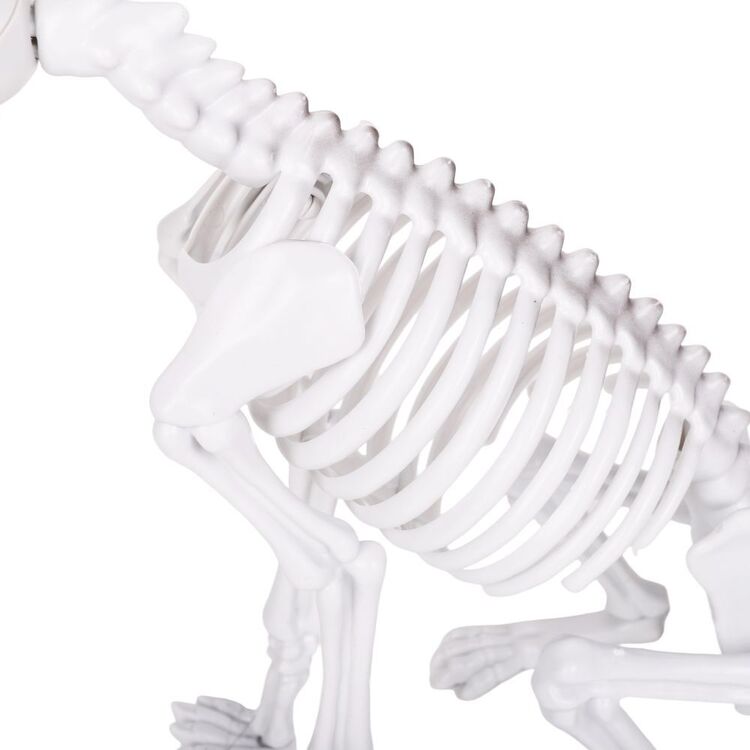 Sitting Skeleton Dog Prop with Natural Bone Look for Halloween Porches and Shelves