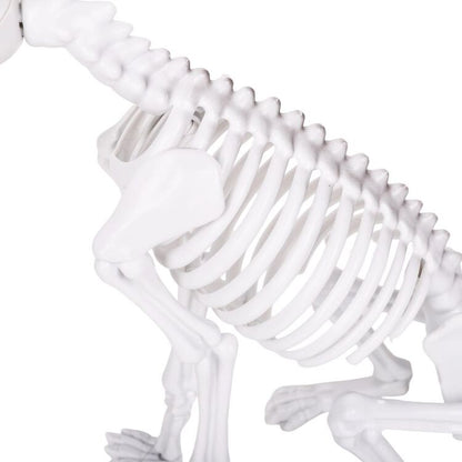 Sitting Skeleton Dog Prop with Natural Bone Look for Halloween Porches and Shelves