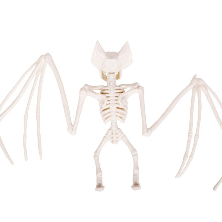 Skeleton Bat Prop with Spread Wings and Natural Bone Look for Halloween Mantels and Branch Displays