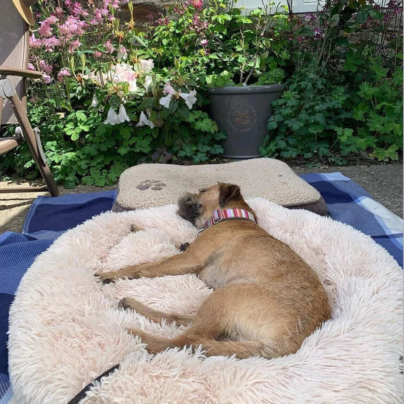 Calming Dog Bed