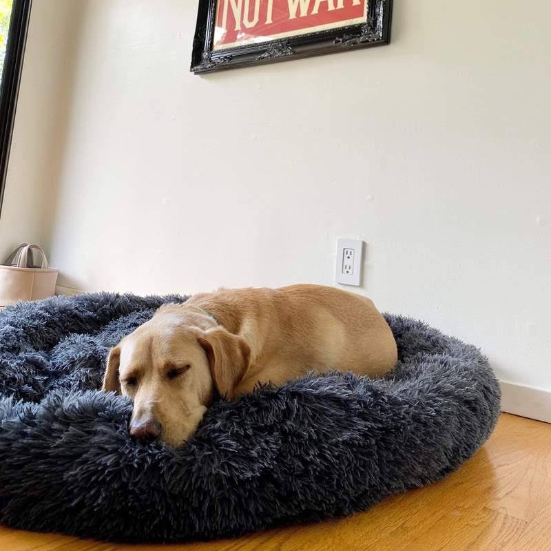 Calming Dog Bed