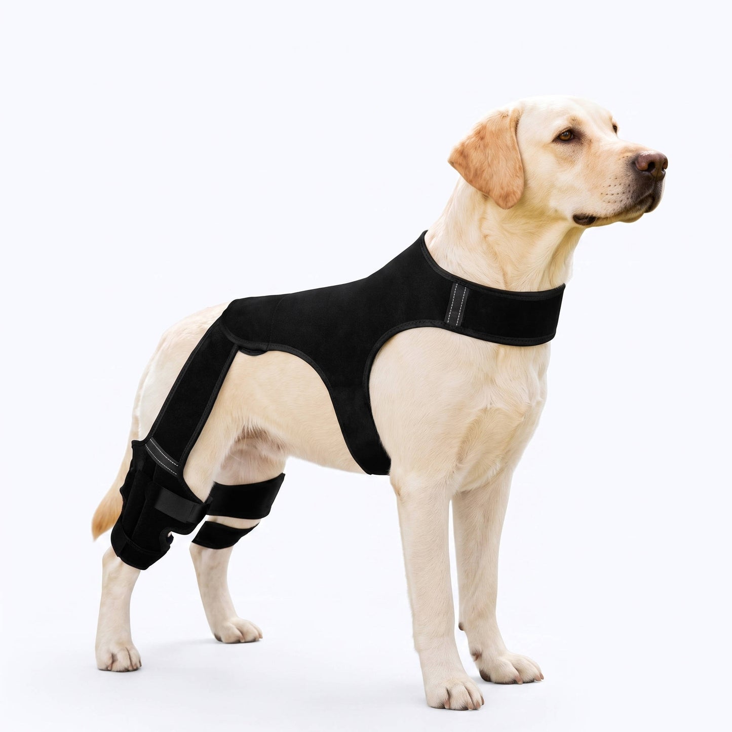 Dog Rear Leg Support Brace, Anti Slip Hind Leg Stability Wrap for Senior Dogs & Recovery Walks