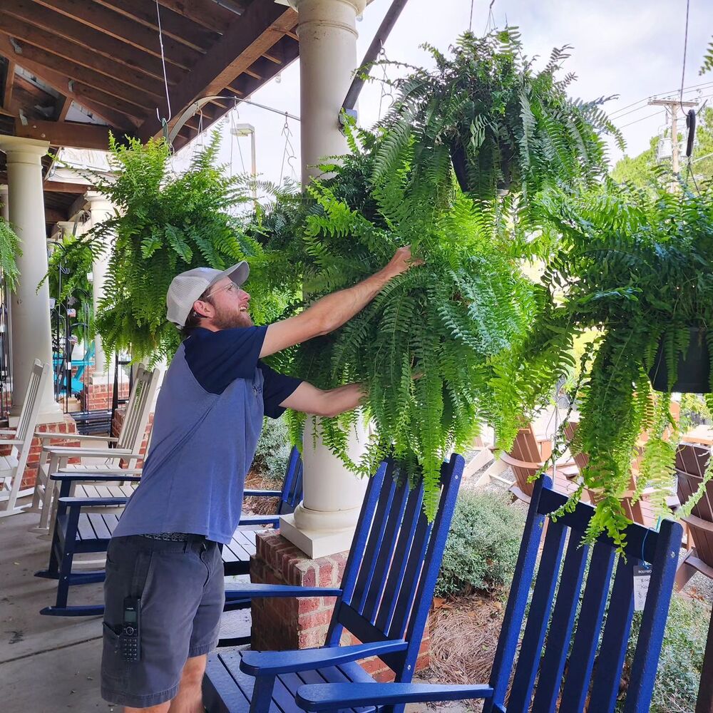 Artificial Boston Fern Set with UV Resistant Polyethylene and Realistic Fronds, 18 Pack