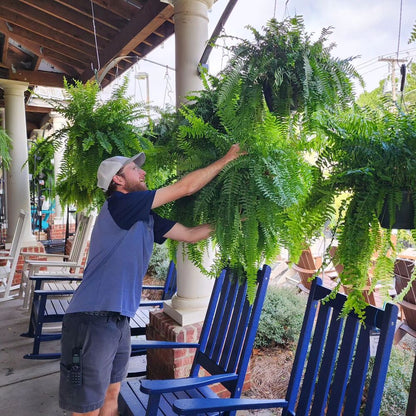 Artificial Boston Fern Set with UV Resistant Polyethylene and Realistic Fronds, 18 Pack