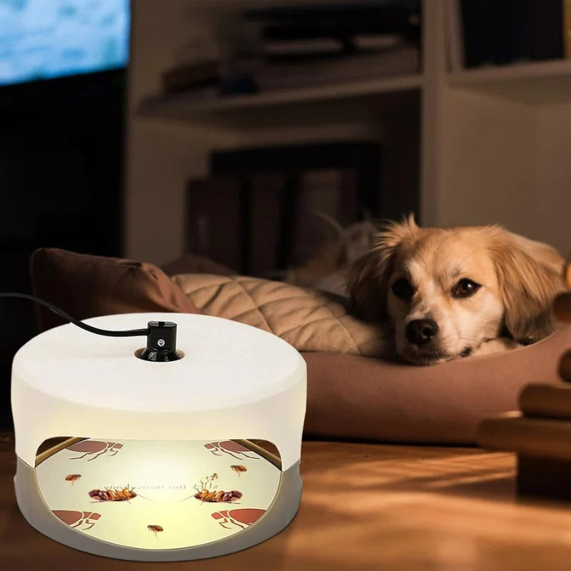 Indoor Bed Bug Trap and Catcher with Sticky Pads