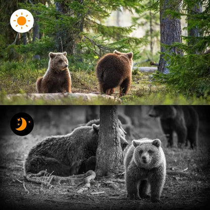 Advanced Night Vision Trail Camera