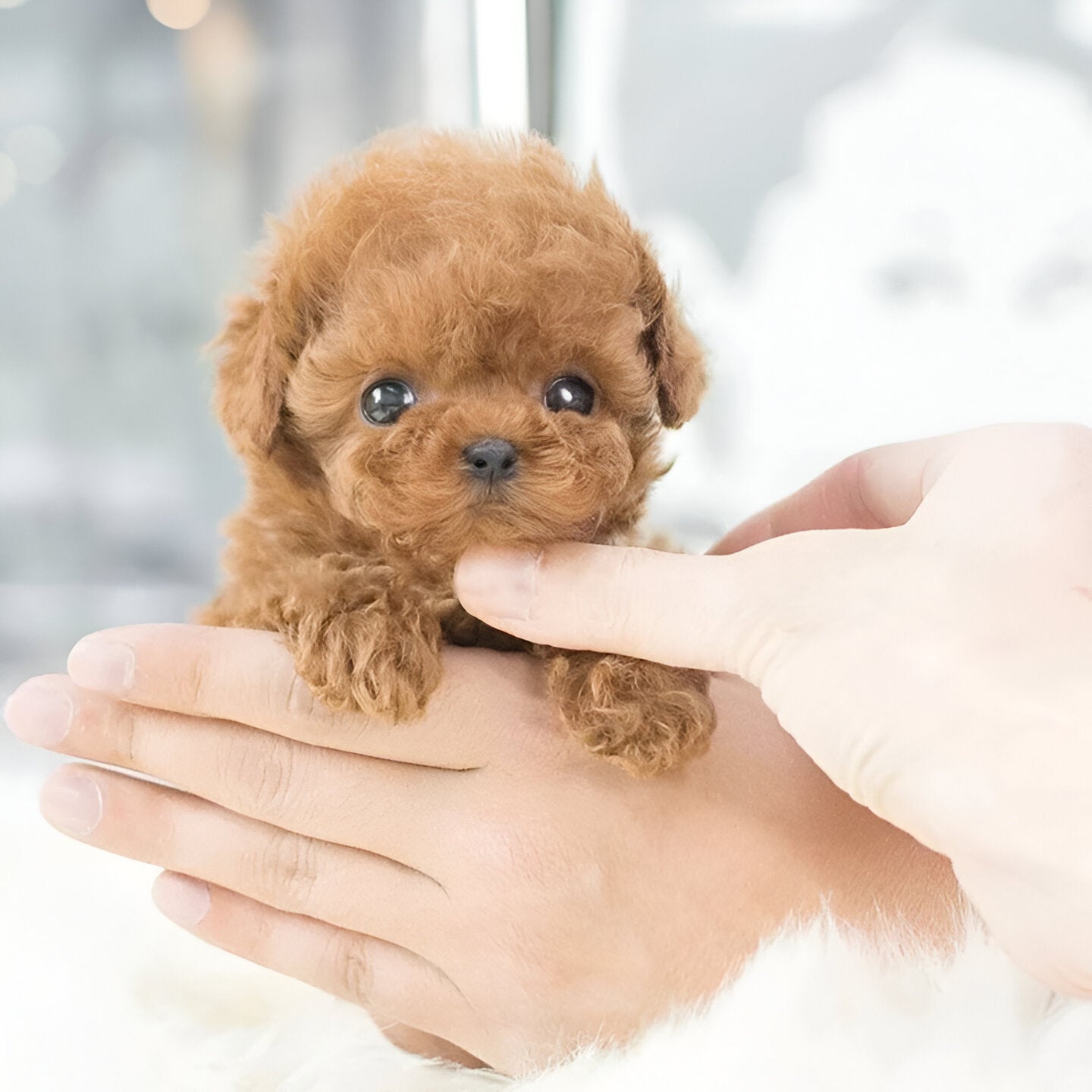 Robotic Puppy, Lifelike Puppy Toy for Kids