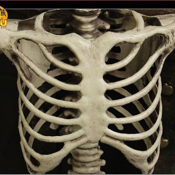 Anatomical Skeleton Decoration, Life-Size