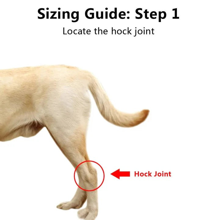 Dog Brace for Leg Support and Joint Stabilization