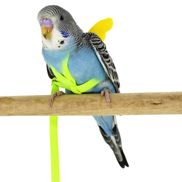 Bird Harness for Parrot Walking and Training