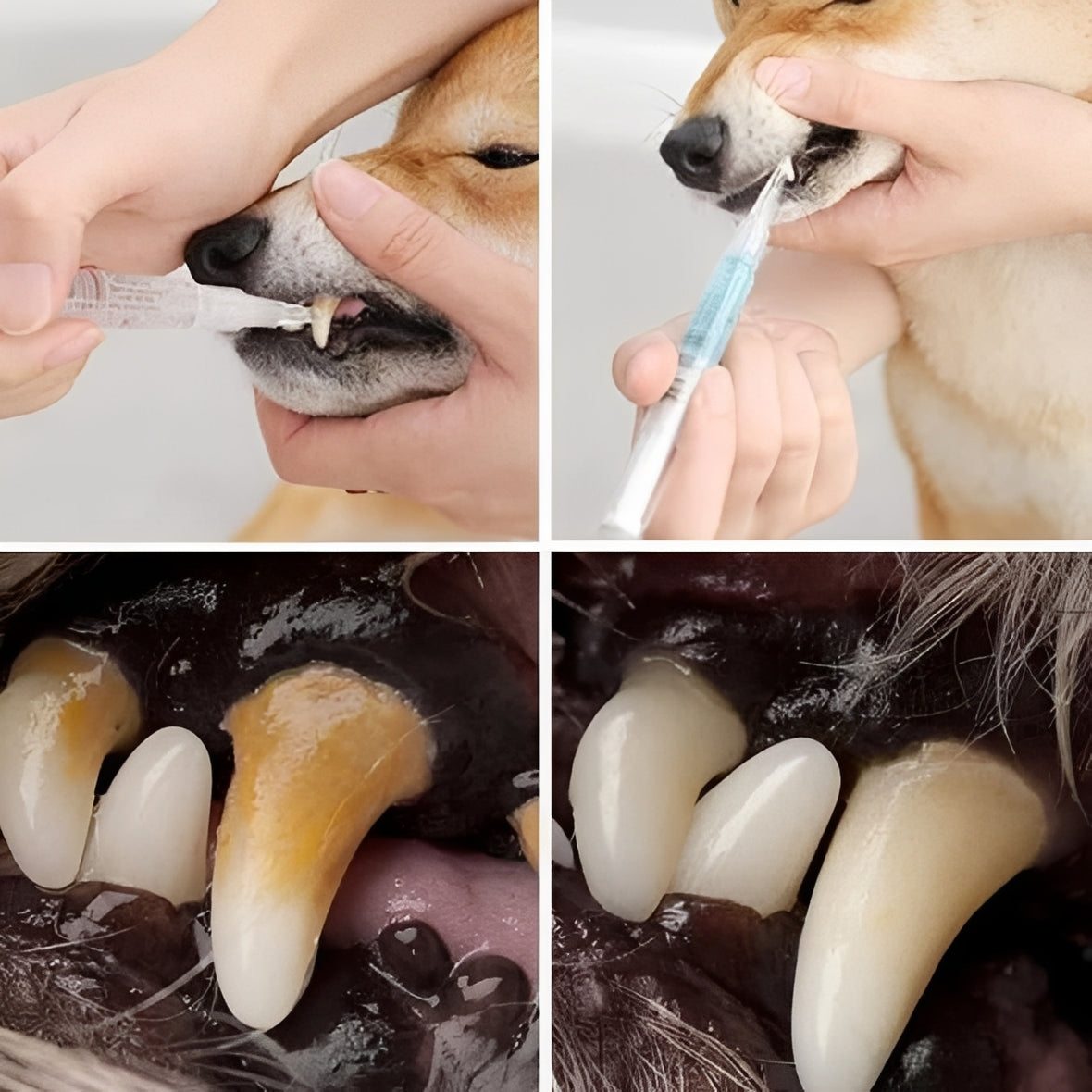 Advanced Pet's Teeth Health and Deep Cleaning Repair Formula