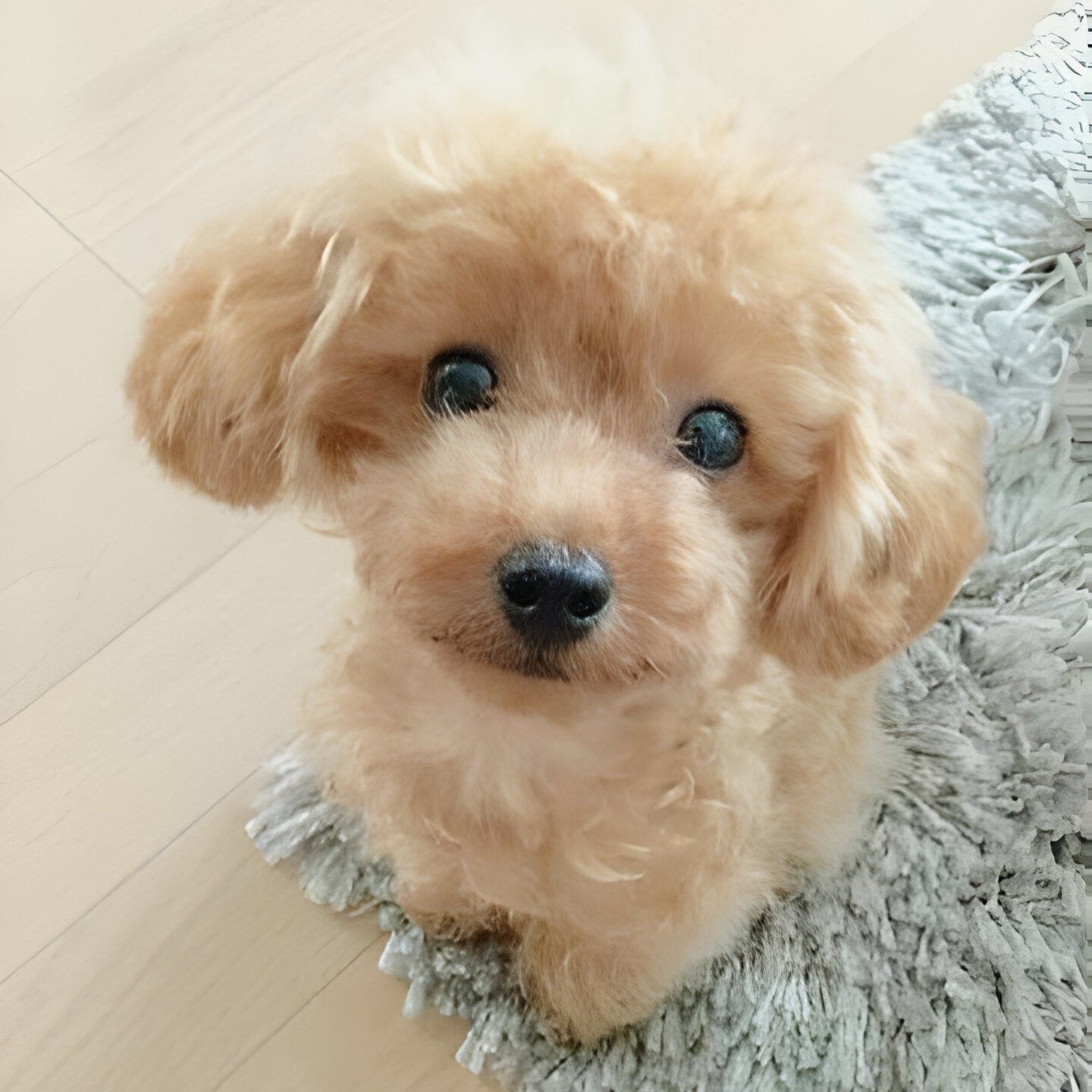 Plush Teddy Puppy Toy with Airbrushed Fur, Clay Nose and Paws and a Weighted Body in Four Colors