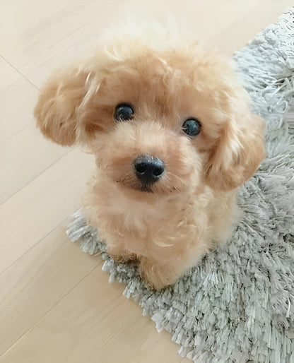 Realistic Teddy Dog Lucky Plush Puppy