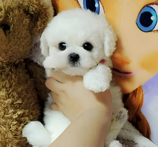 Realistic Teddy Dog Lucky Plush Puppy
