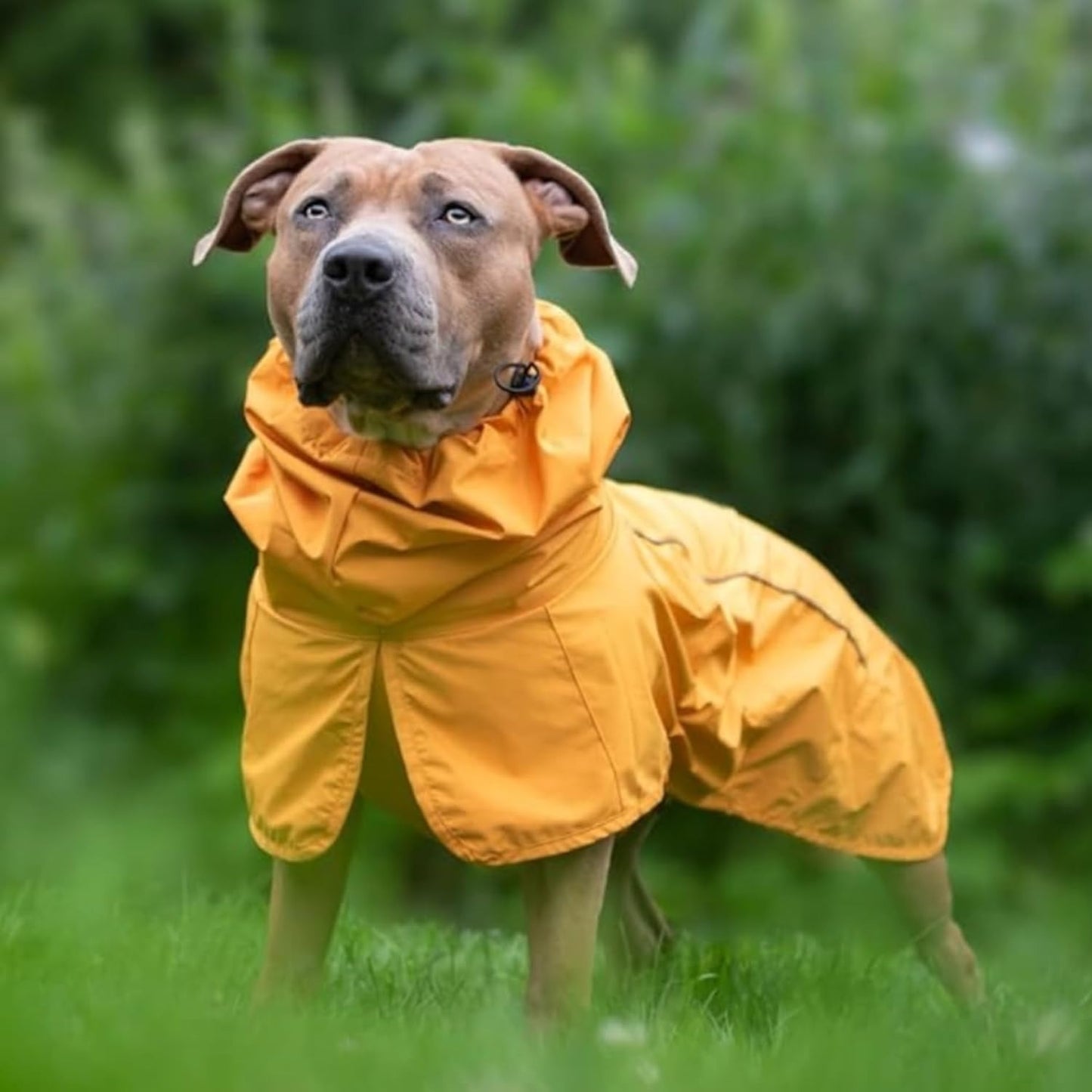 Dog Raincoat, Waterproof Rain Jacket, Reflective Full Body Coverage, Windproof and Breathable