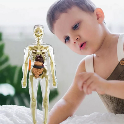 Human Body Anatomy Torso Model with Removable Organs and Assembly Instructions for Kids