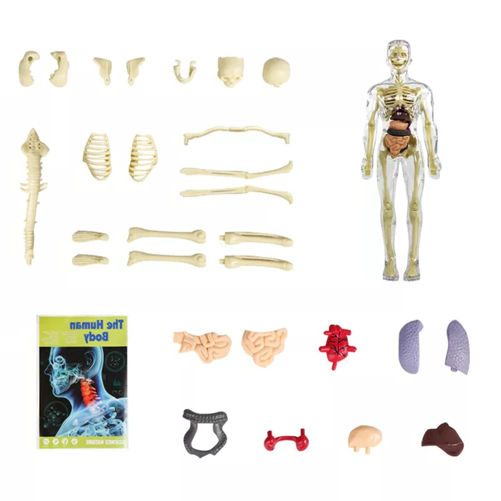 Human Body Anatomy Torso Model with Removable Organs and Assembly Instructions for Kids