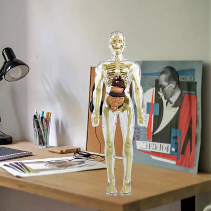 Human Body Anatomy Torso Model with Removable Organs and Assembly Instructions for Kids