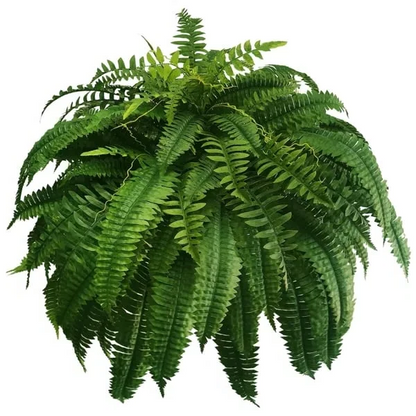 Artificial Boston Fern Set with UV Resistant Polyethylene and Realistic Fronds, 18 Pack