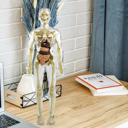Human Body Anatomy Torso Model with Removable Organs and Assembly Instructions for Kids