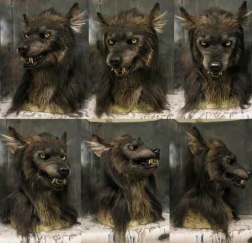 Full Head Latex Werewolf Mask with Painted Detail for Halloween and Cosplay