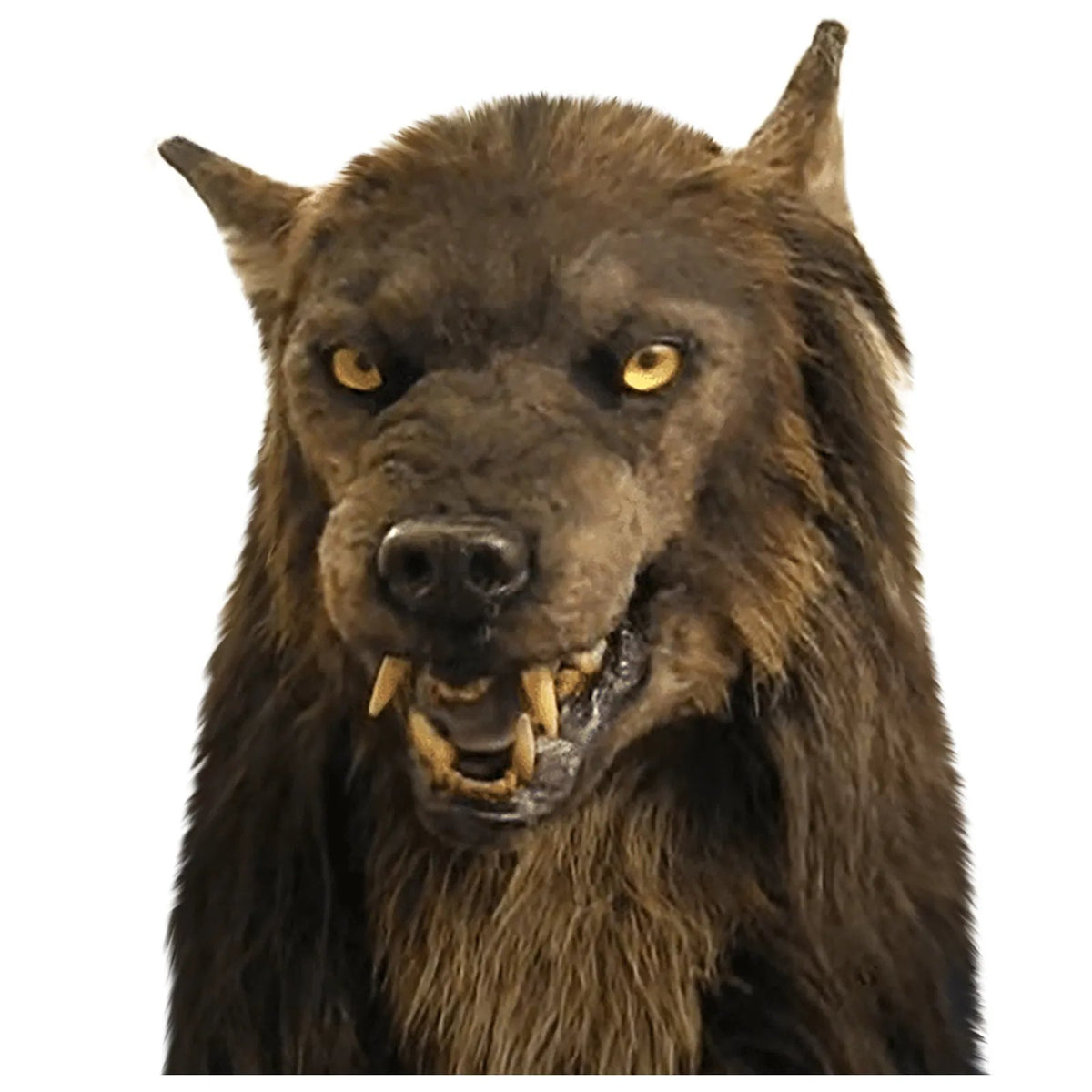 Full Head Latex Werewolf Mask with Painted Detail for Halloween and Cosplay