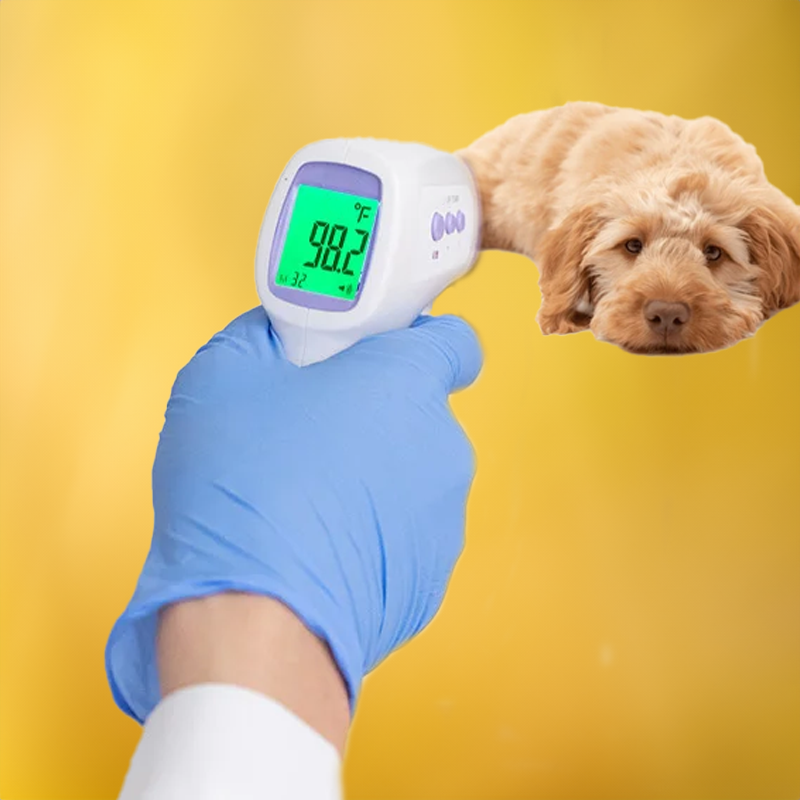 No-Contact Dog Thermometer with One Click Reading